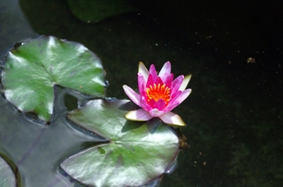 IMGP6291-1.jpg